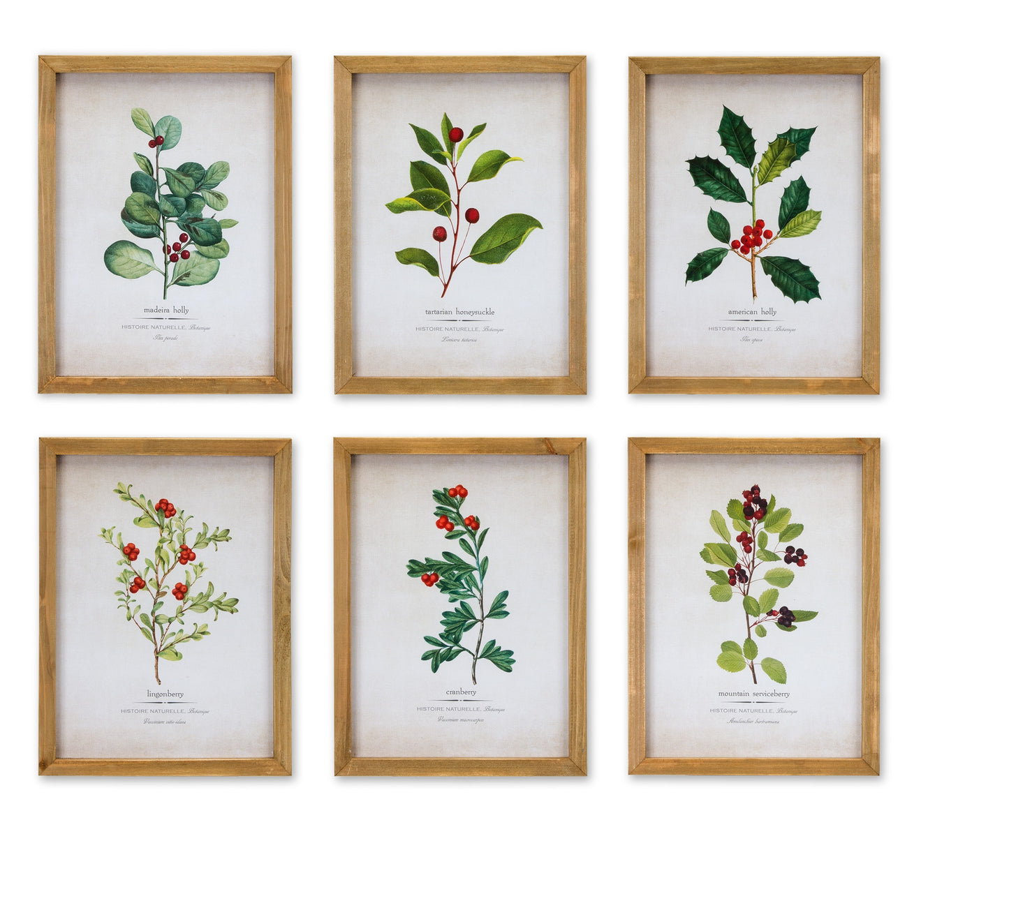 Wood Framed Winter Foliage Encyclopedia Print (Set of 6)