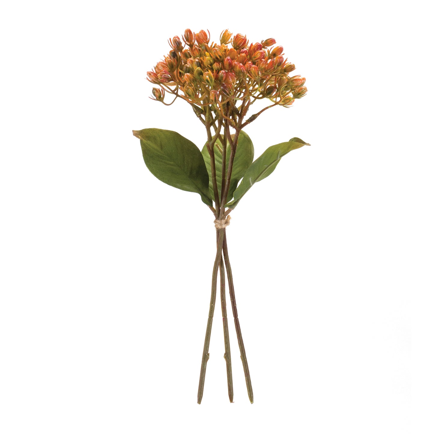 Harvest Berry Bundle (Set of 12)