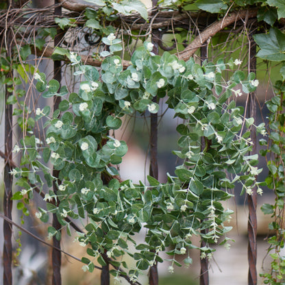 Seeded Eucalyptus Grapevine Wreath 28"D