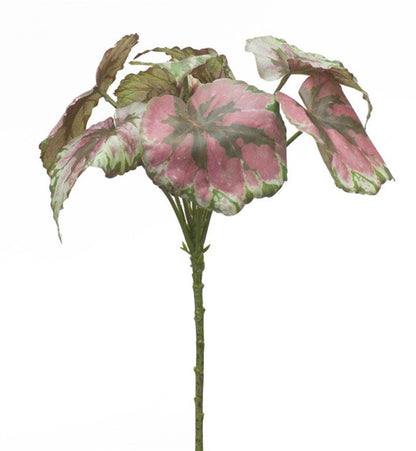 Varigated Begonia Leaf Bush (Set of 2)