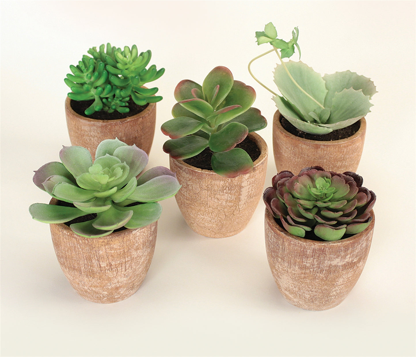 Assorted Succulent in Distressed Cement Pot (Set of 5)