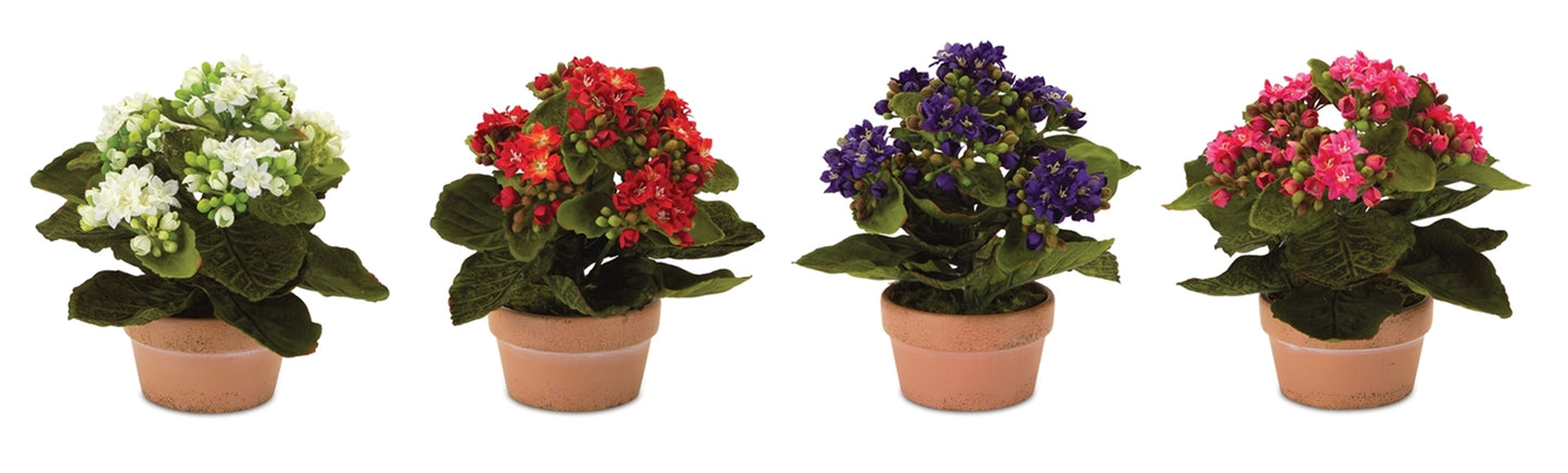 Assorted Kalanchoe Flower in Terra Cotta (Set of 4)