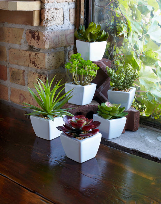 Assorted Succulent in Traditional White Pot (Set of 6)