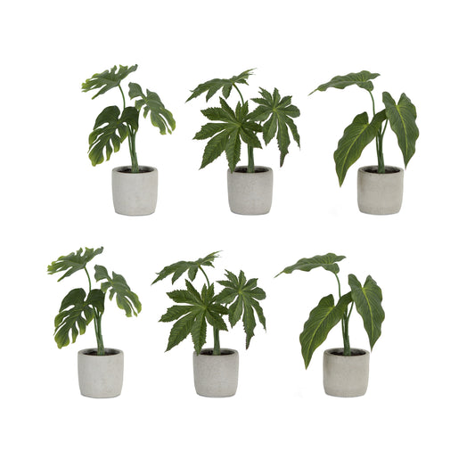 Assorted Foliage Plant in Grey Pot (Set of 6)