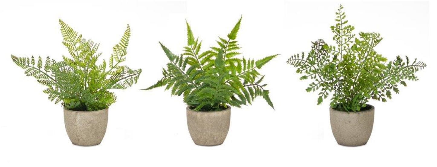 Assorted Fern Plant in Grey Pot (Set of 3)