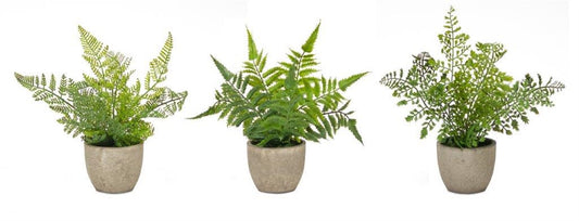 Assorted Fern Plant in Grey Pot (Set of 3)