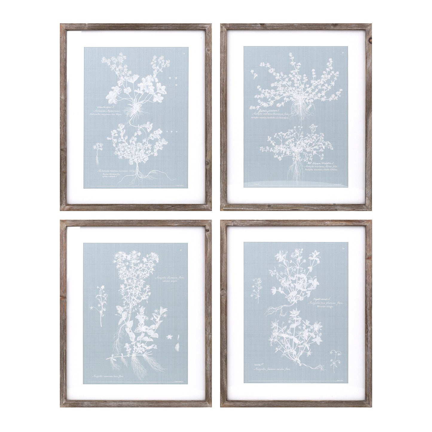 Wood Framed Encyclopedia Floral Outline Under Glass (Set of 4)